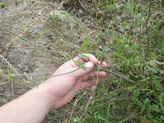 Apiaceae