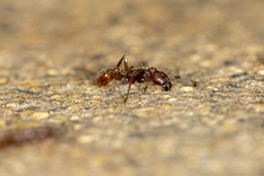 Neivamyrmex nigrescens