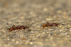 Neivamyrmex nigrescens