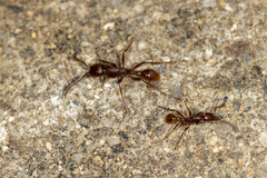 Neivamyrmex nigrescens