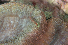 Helcogramma striata