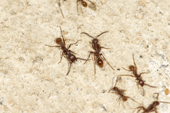 Neivamyrmex nigrescens