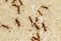 Neivamyrmex nigrescens