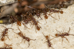 Neivamyrmex nigrescens