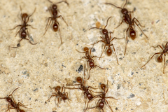 Neivamyrmex nigrescens