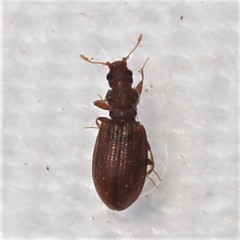 Cartodere constricta