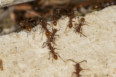 Neivamyrmex nigrescens