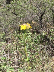 Erysimum capitatum capitatum