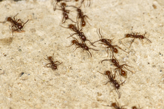 Neivamyrmex nigrescens