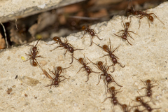 Neivamyrmex nigrescens