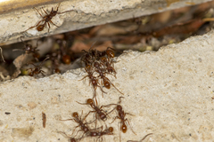 Neivamyrmex nigrescens