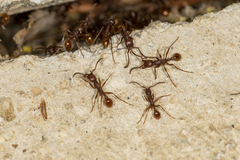 Neivamyrmex nigrescens