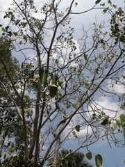 Hura polyandra