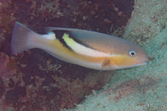 Black-Blotch Tuskfish photo 1