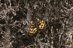 Eurranthis plummistaria