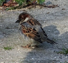 Passer domesticus