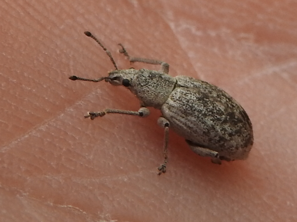 Achrastenus griseus