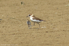 Charadrius javanicus