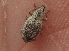 Achrastenus griseus