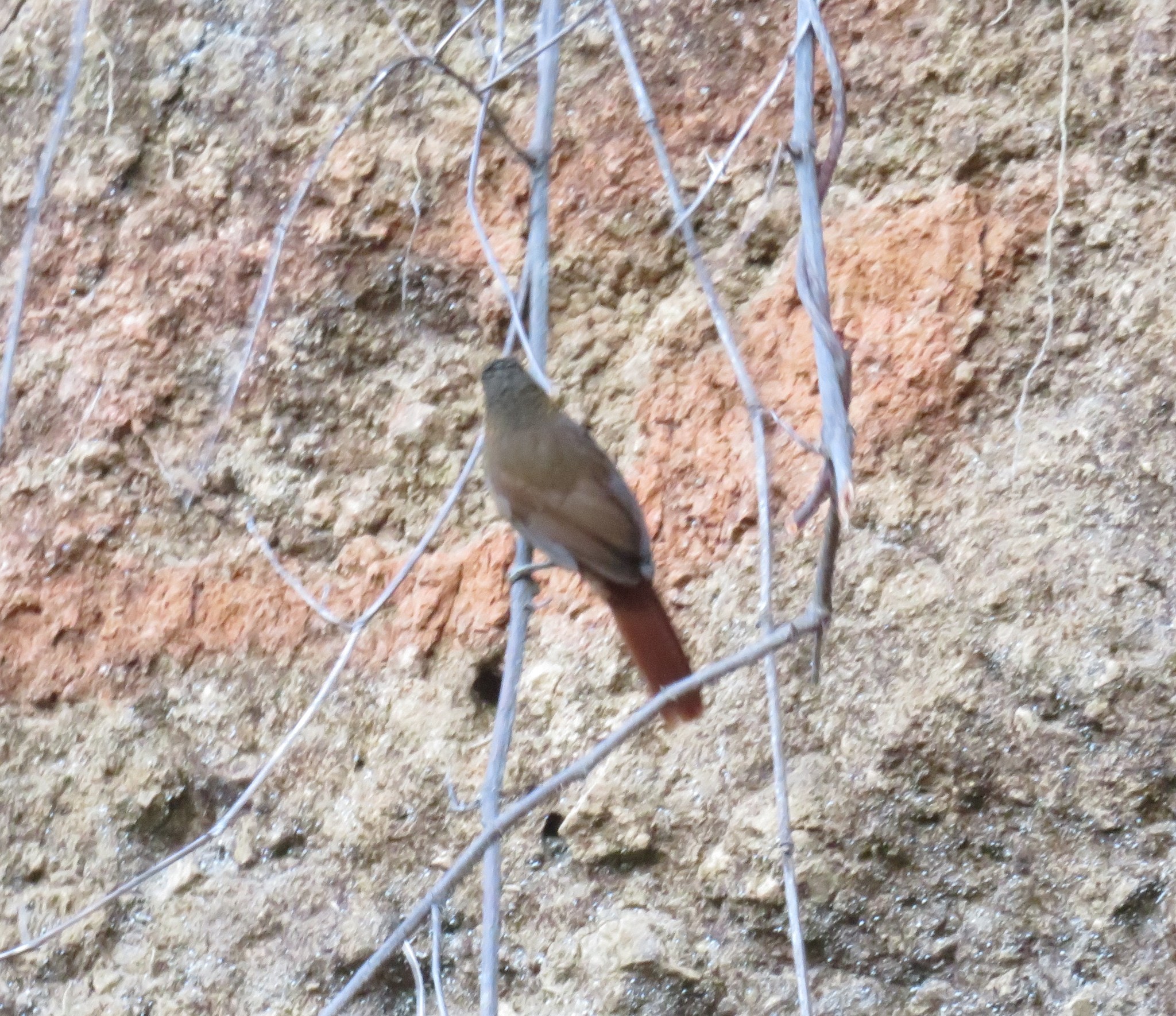 Streak-breasted Treehunter (Thripadectes rufobrunneus), photo 10