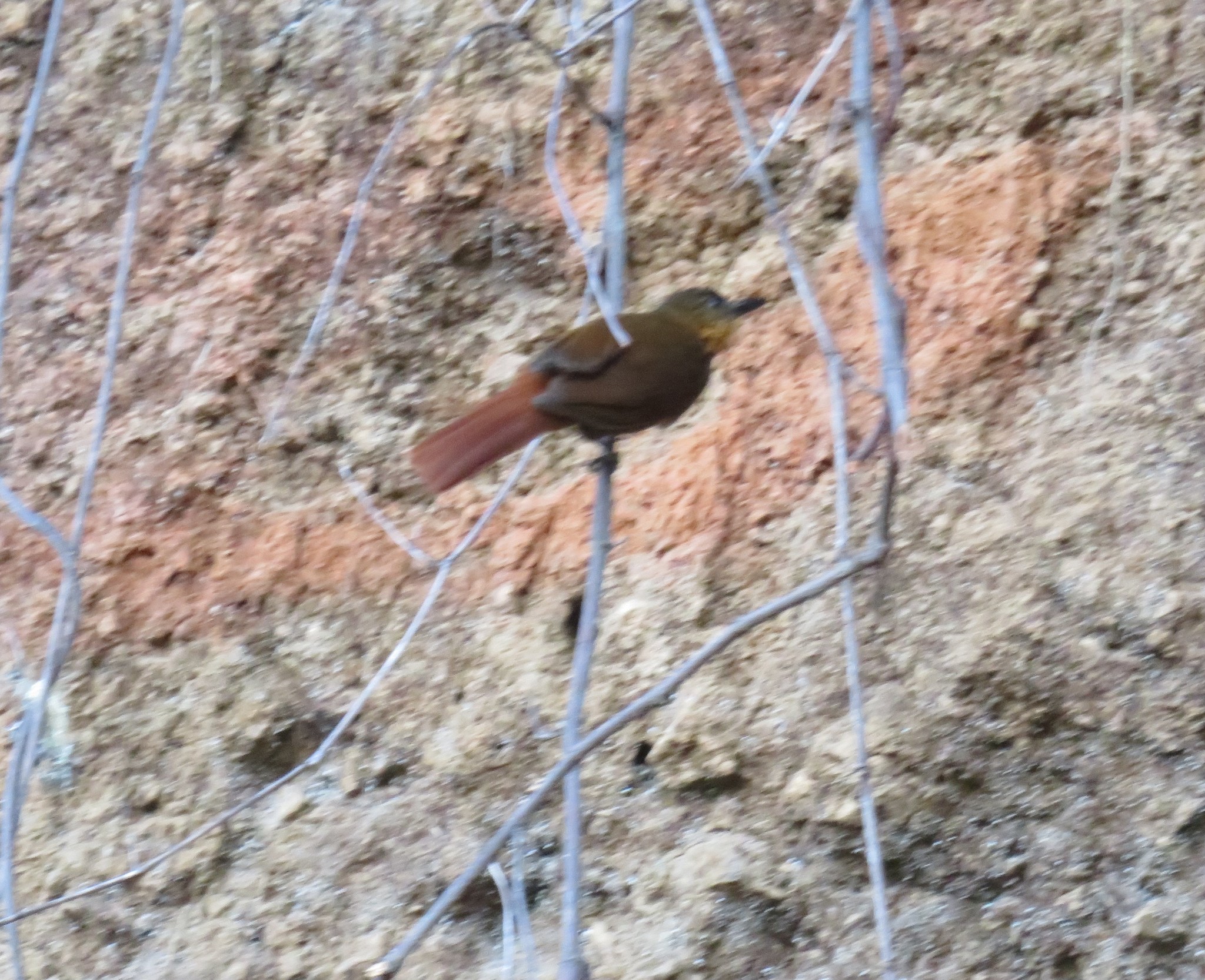 Streak-breasted Treehunter (Thripadectes rufobrunneus), photo 9