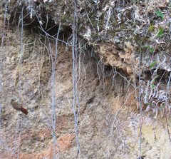 Thripadectes rufobrunneus