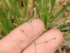 Dichanthelium linearifolium