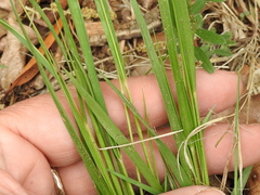 Dichanthelium linearifolium
