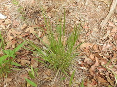 Dichanthelium linearifolium