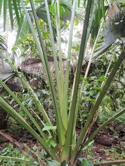 Corypha umbraculifera