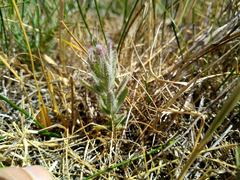 Chloropyron molle hispidum