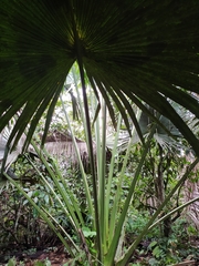 Corypha umbraculifera