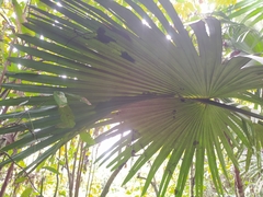 Corypha umbraculifera