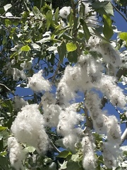 Populus fremontii
