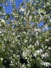 Populus fremontii