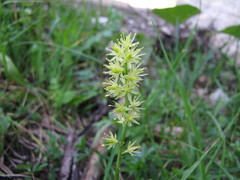 Tofieldia calyculata