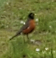 Turdus migratorius