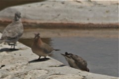 Streptopelia senegalensis