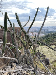Praecereus euchlorus