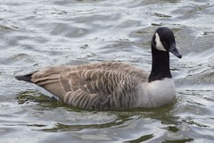 Branta canadensis