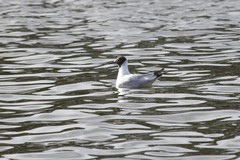 Chroicocephalus ridibundus