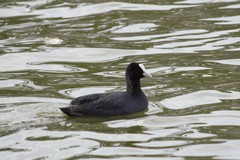 Fulica atra