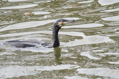 Phalacrocorax carbo