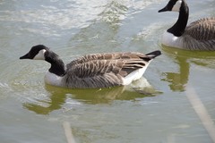 Branta canadensis