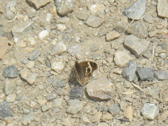 Junonia grisea