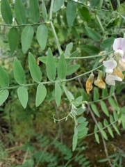 Lathyrus jepsonii californicus