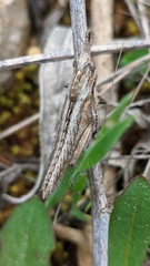 Eumigus