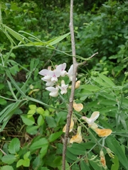 Lathyrus jepsonii californicus