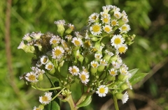 Erigeron darrellianus