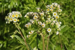 Erigeron darrellianus